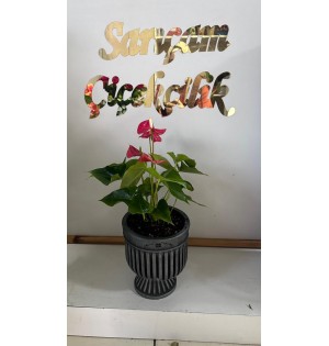 saksıda antoryum
